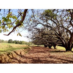 Simepar prevê inverno com pouca chuva e grandes oscilações de temperaturas